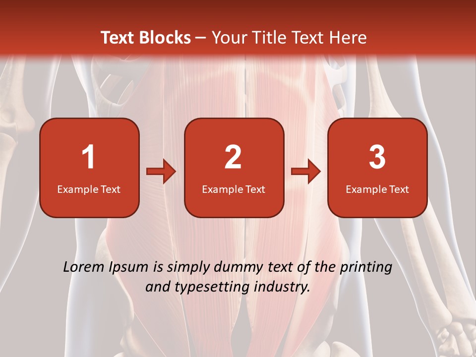 Sixpack Abdominal Anatomy PowerPoint Template