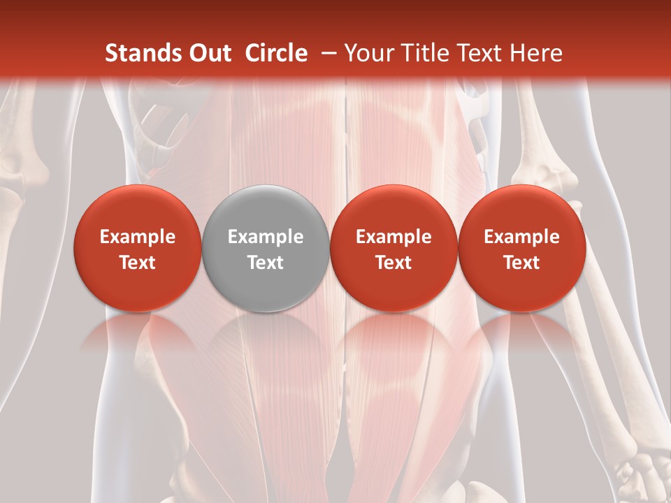 Sixpack Abdominal Anatomy PowerPoint Template
