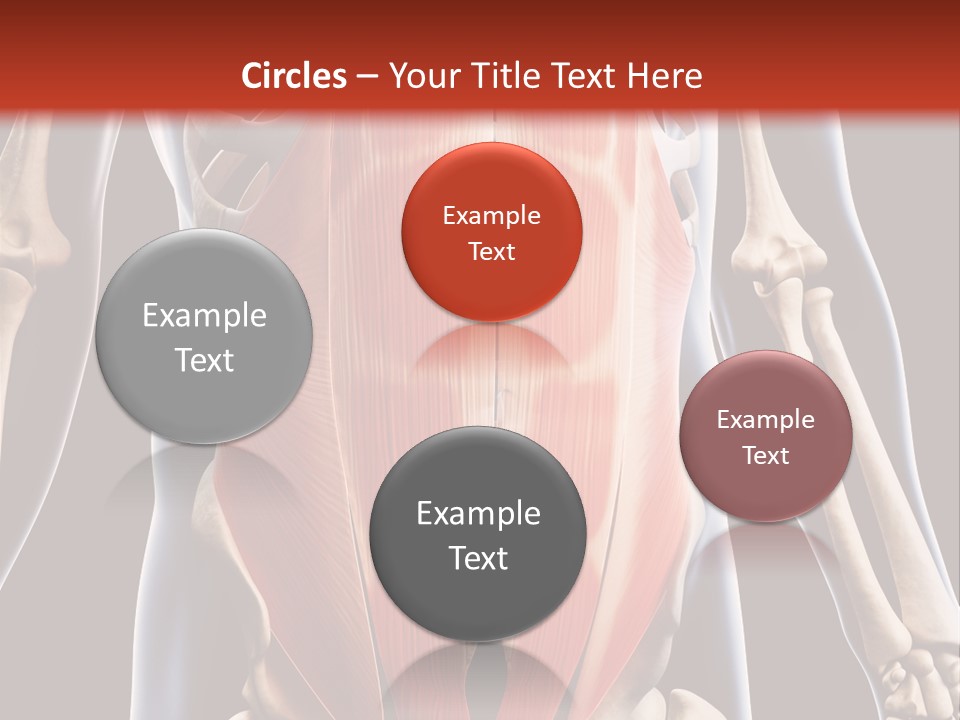Sixpack Abdominal Anatomy PowerPoint Template