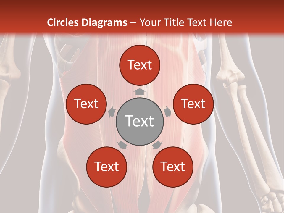 Sixpack Abdominal Anatomy PowerPoint Template
