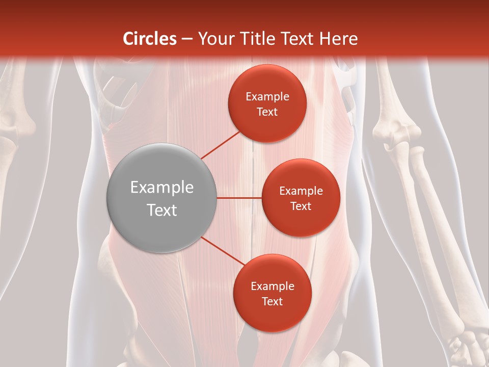 Sixpack Abdominal Anatomy PowerPoint Template