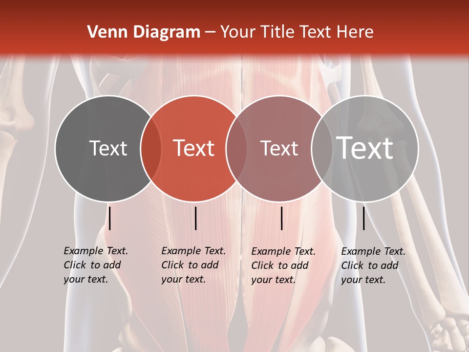 Sixpack Abdominal Anatomy PowerPoint Template