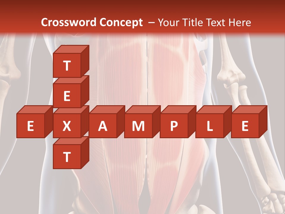 Sixpack Abdominal Anatomy PowerPoint Template
