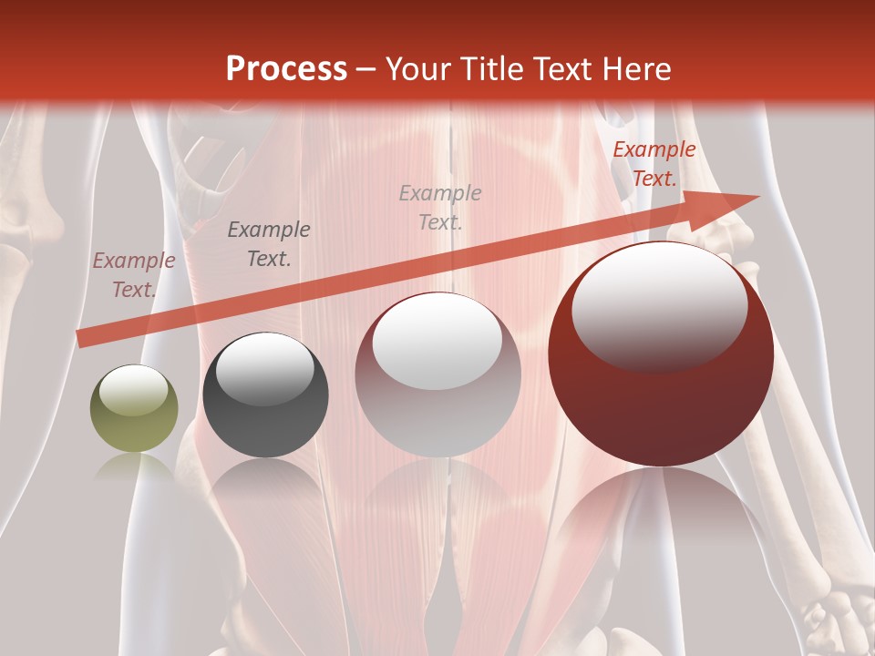 Sixpack Abdominal Anatomy PowerPoint Template