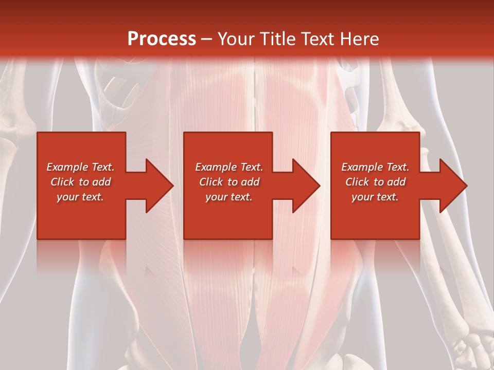 Sixpack Abdominal Anatomy PowerPoint Template