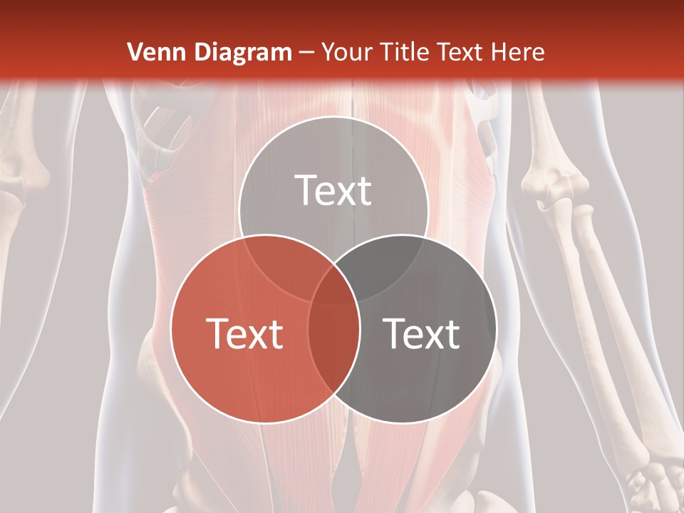 Sixpack Abdominal Anatomy PowerPoint Template