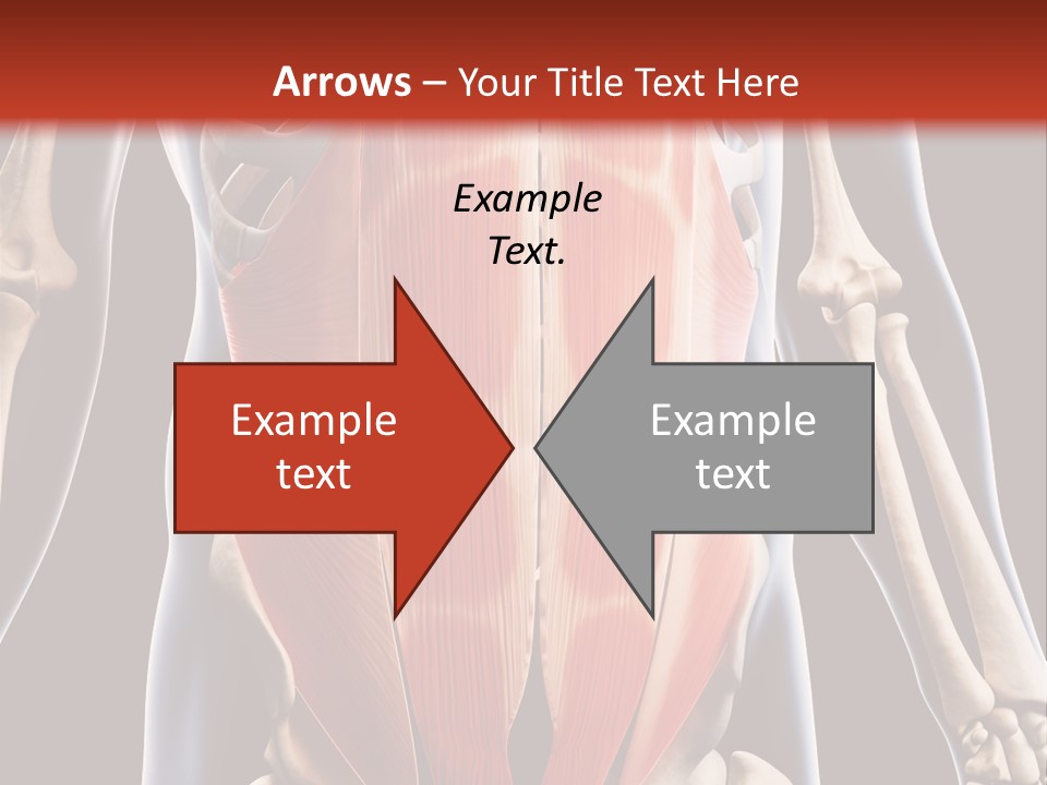 Sixpack Abdominal Anatomy PowerPoint Template