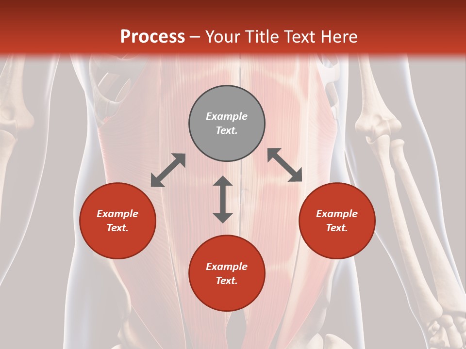 Sixpack Abdominal Anatomy PowerPoint Template