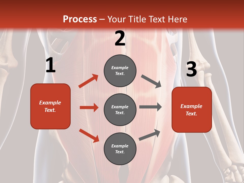 Sixpack Abdominal Anatomy PowerPoint Template
