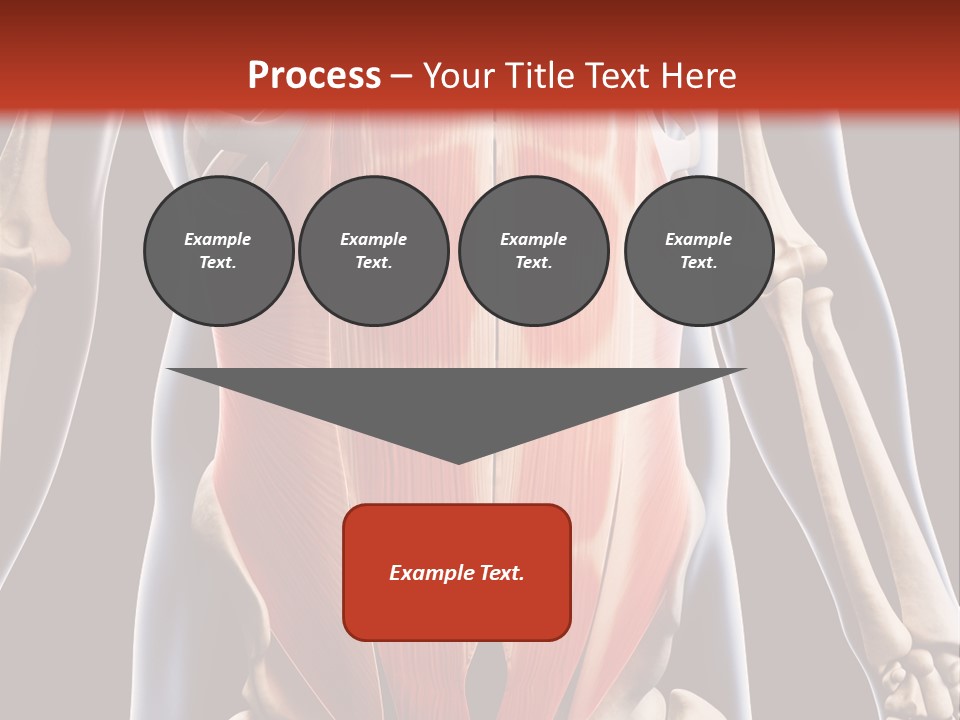 Sixpack Abdominal Anatomy PowerPoint Template