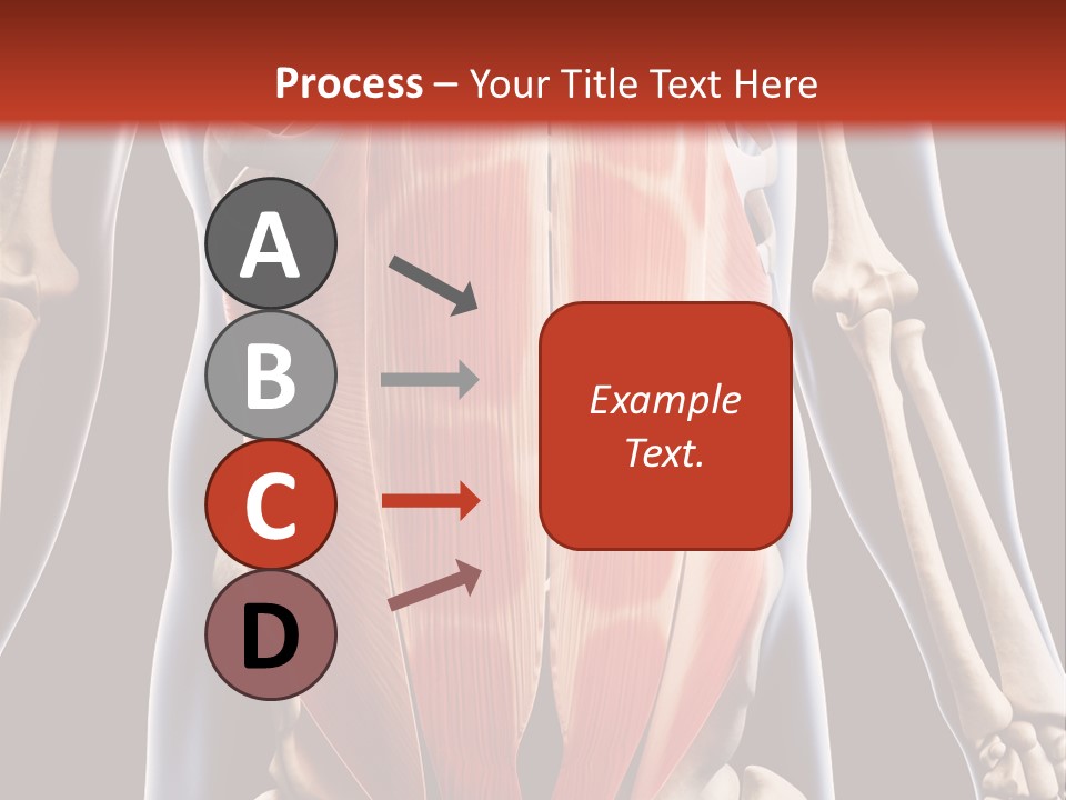 Sixpack Abdominal Anatomy PowerPoint Template