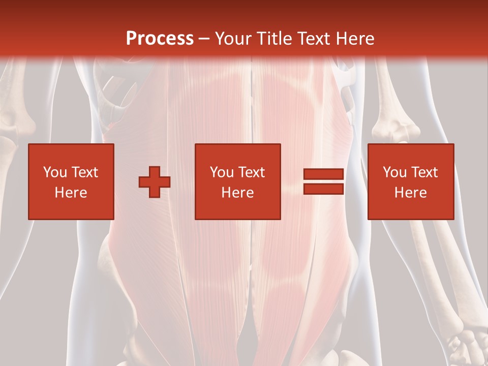 Sixpack Abdominal Anatomy PowerPoint Template