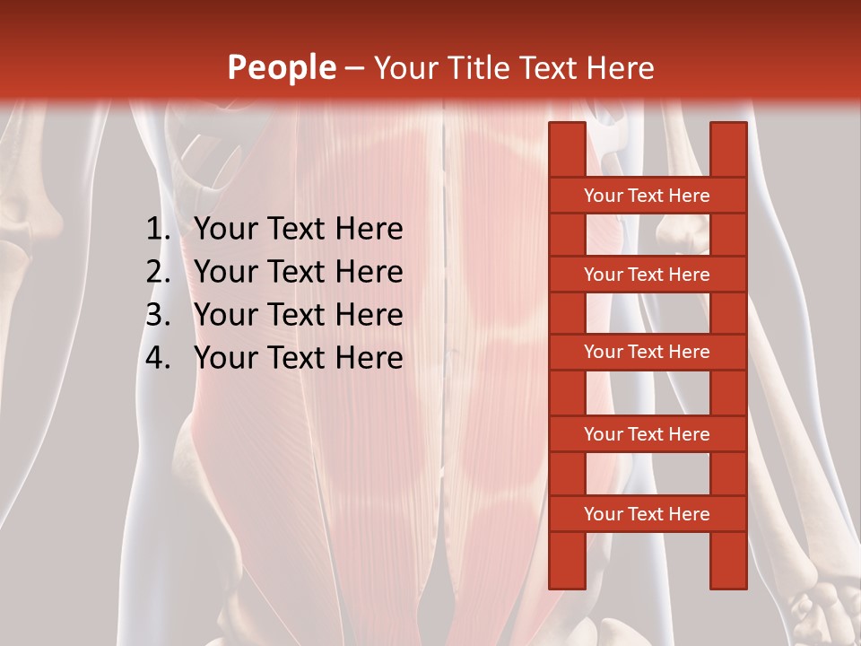 Sixpack Abdominal Anatomy PowerPoint Template
