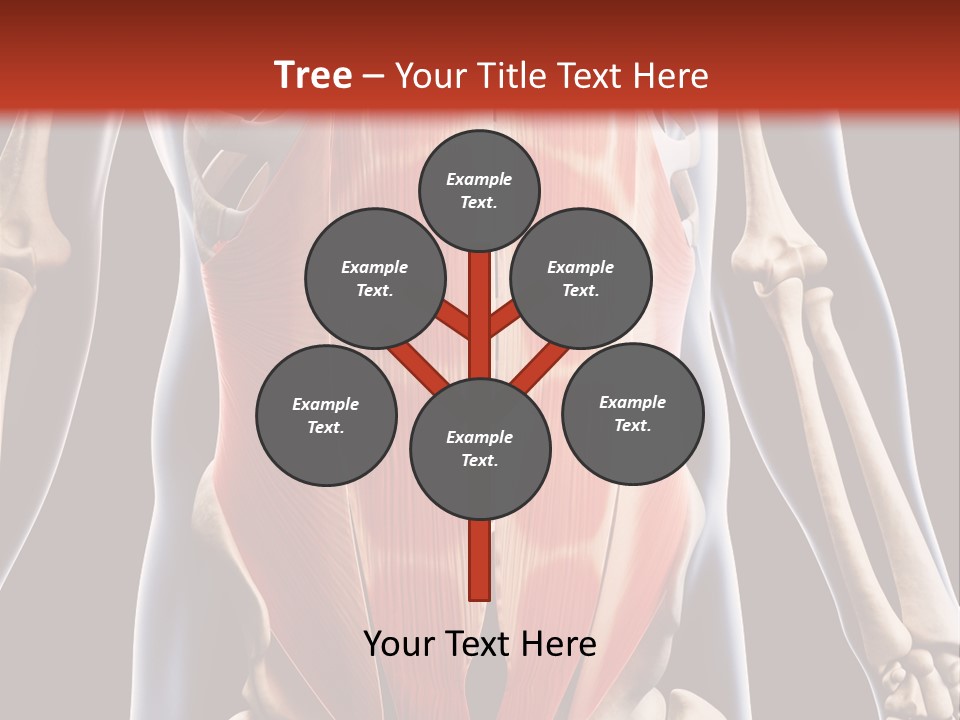 Sixpack Abdominal Anatomy PowerPoint Template
