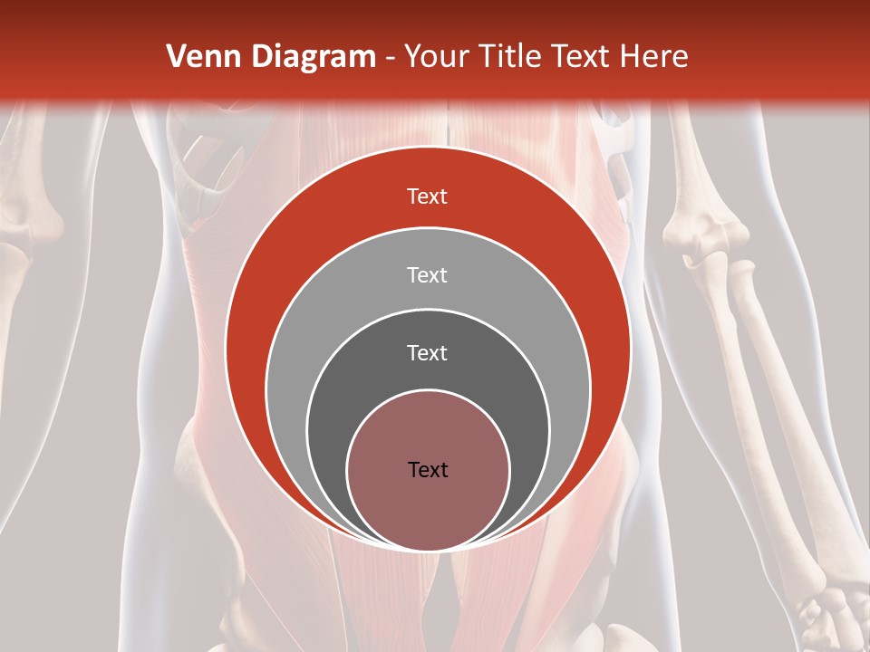 Sixpack Abdominal Anatomy PowerPoint Template