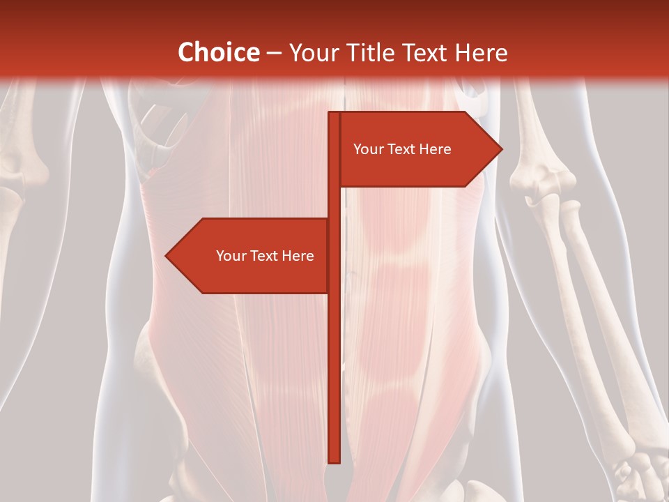 Sixpack Abdominal Anatomy PowerPoint Template