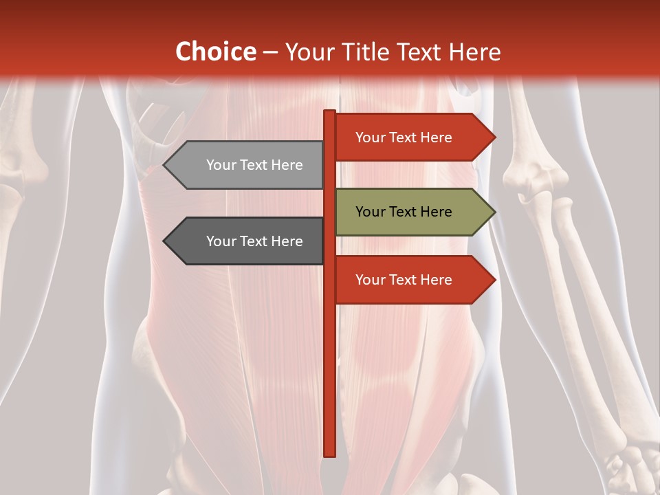 Sixpack Abdominal Anatomy PowerPoint Template
