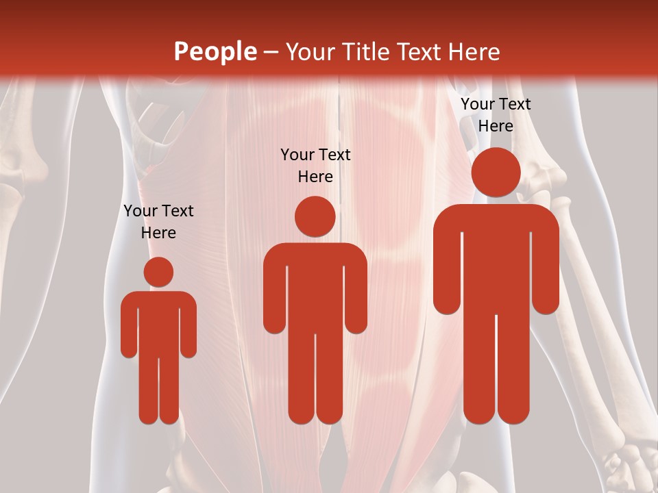 Sixpack Abdominal Anatomy PowerPoint Template