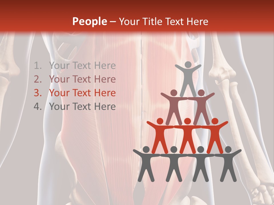 Sixpack Abdominal Anatomy PowerPoint Template