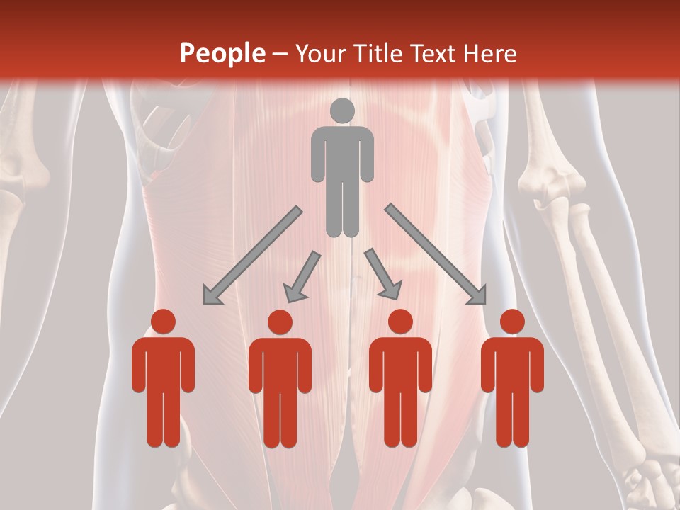 Sixpack Abdominal Anatomy PowerPoint Template