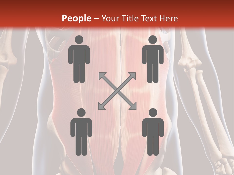 Sixpack Abdominal Anatomy PowerPoint Template