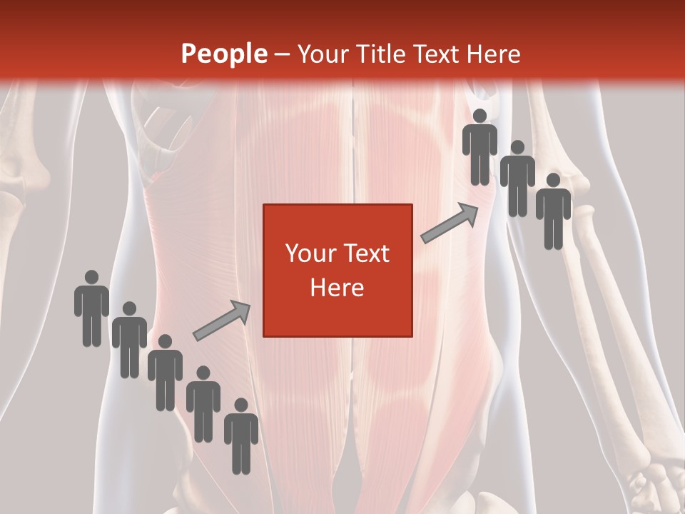 Sixpack Abdominal Anatomy PowerPoint Template