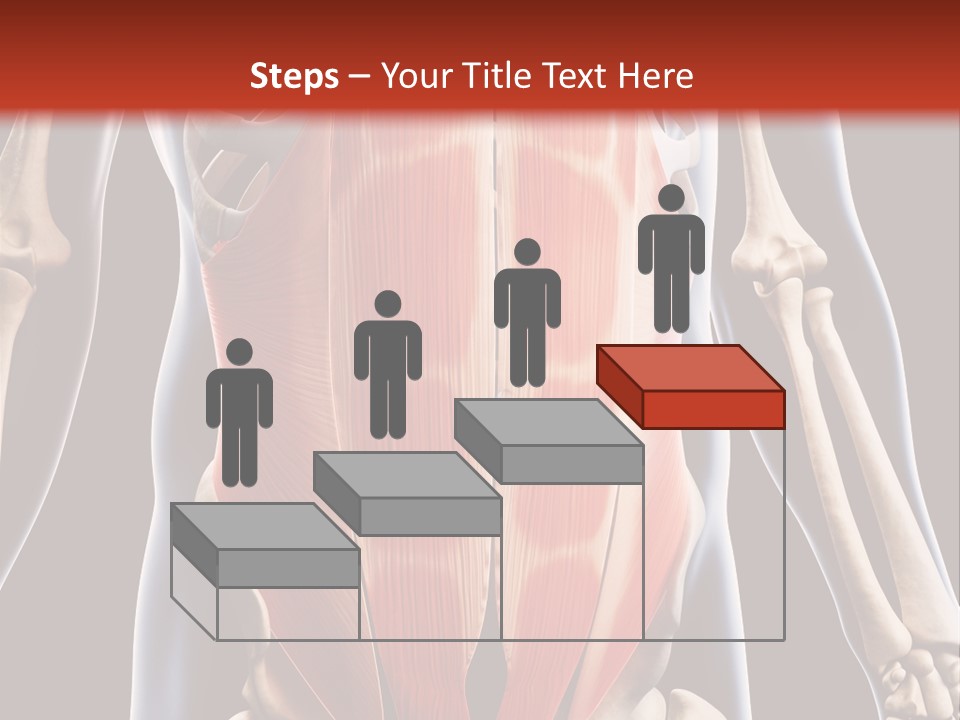 Sixpack Abdominal Anatomy PowerPoint Template
