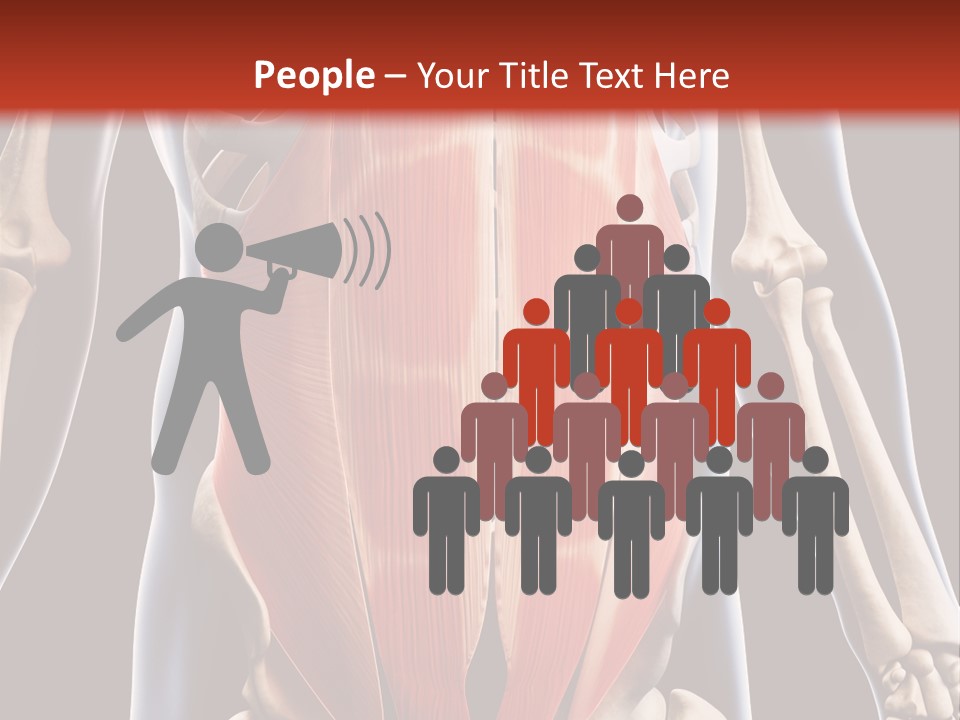 Sixpack Abdominal Anatomy PowerPoint Template