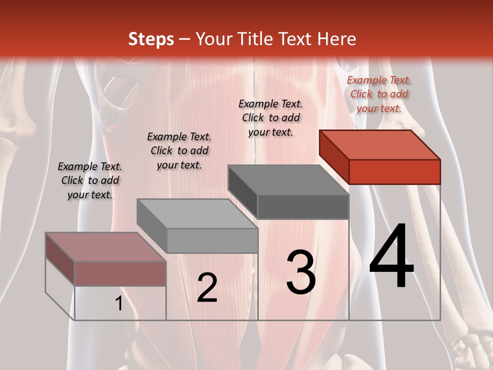 Sixpack Abdominal Anatomy PowerPoint Template