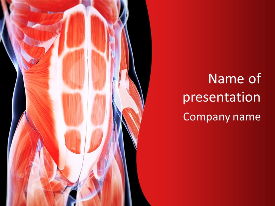 Male Muscle Abdomen PowerPoint Template