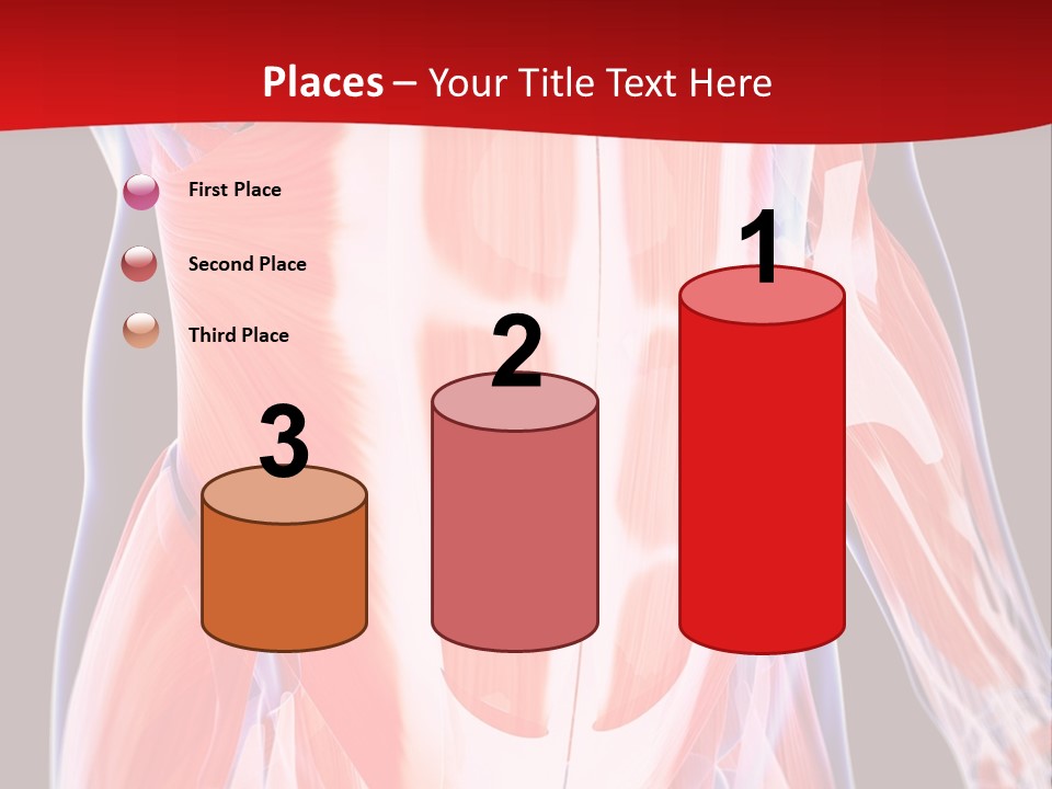 Male Muscle Abdomen PowerPoint Template