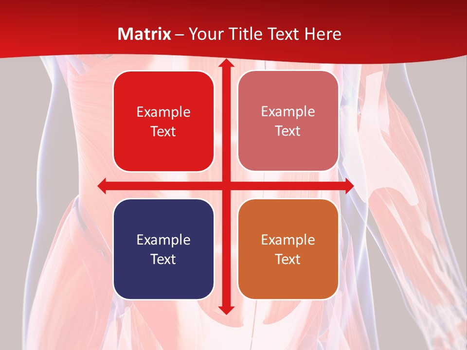 Male Muscle Abdomen PowerPoint Template