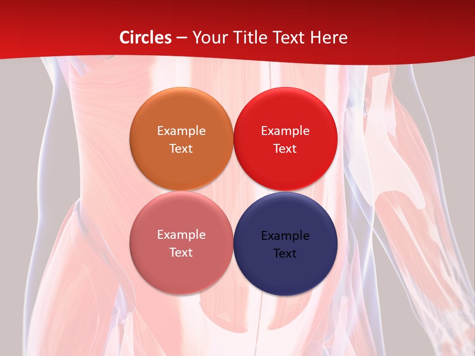 Male Muscle Abdomen PowerPoint Template