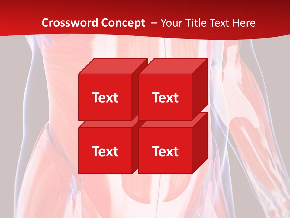 Male Muscle Abdomen PowerPoint Template