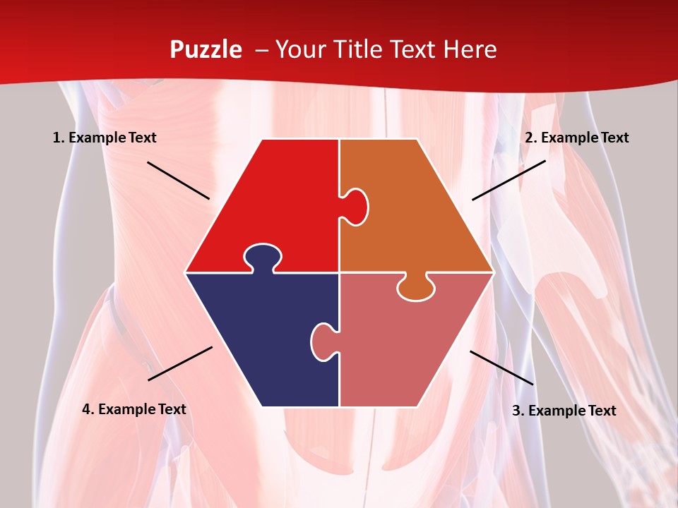 Male Muscle Abdomen PowerPoint Template