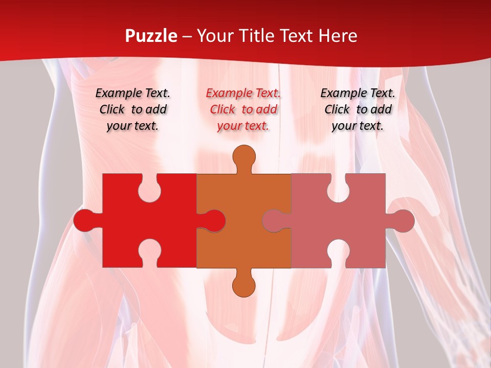 Male Muscle Abdomen PowerPoint Template
