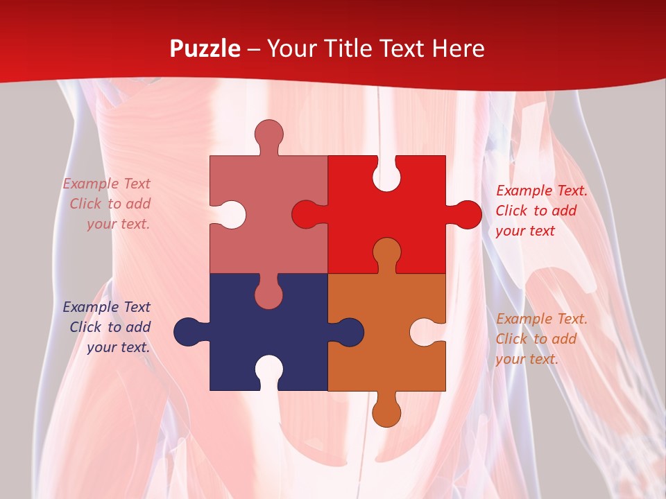 Male Muscle Abdomen PowerPoint Template