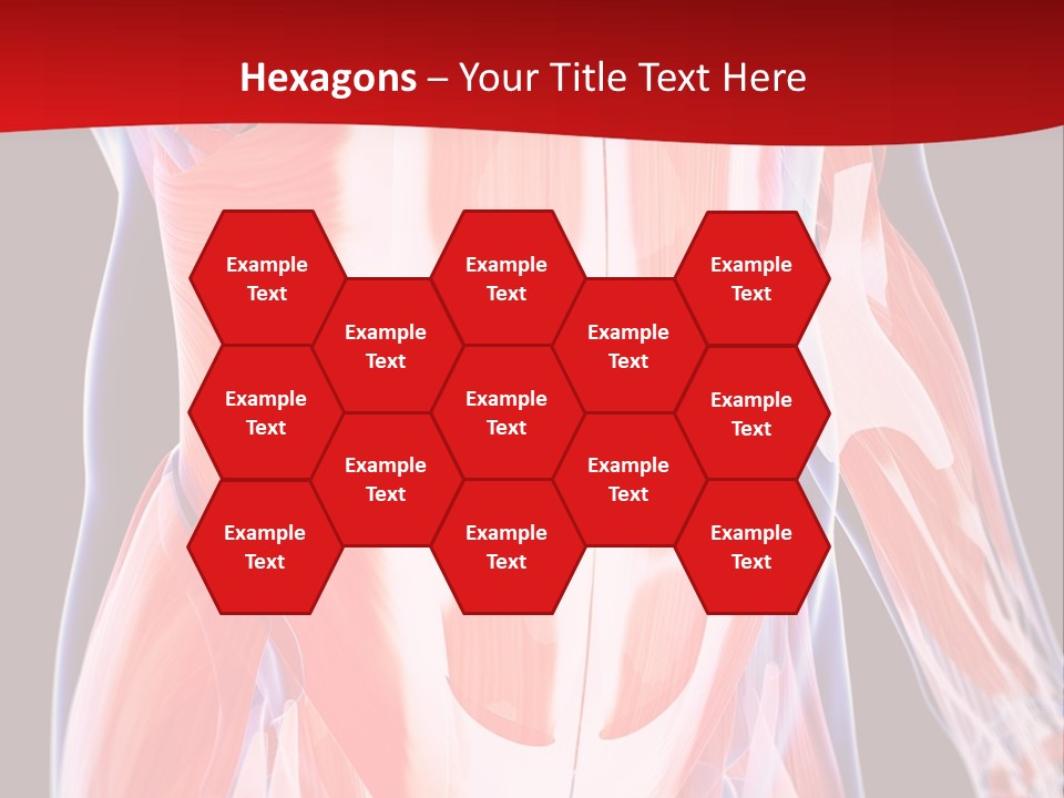 Male Muscle Abdomen PowerPoint Template