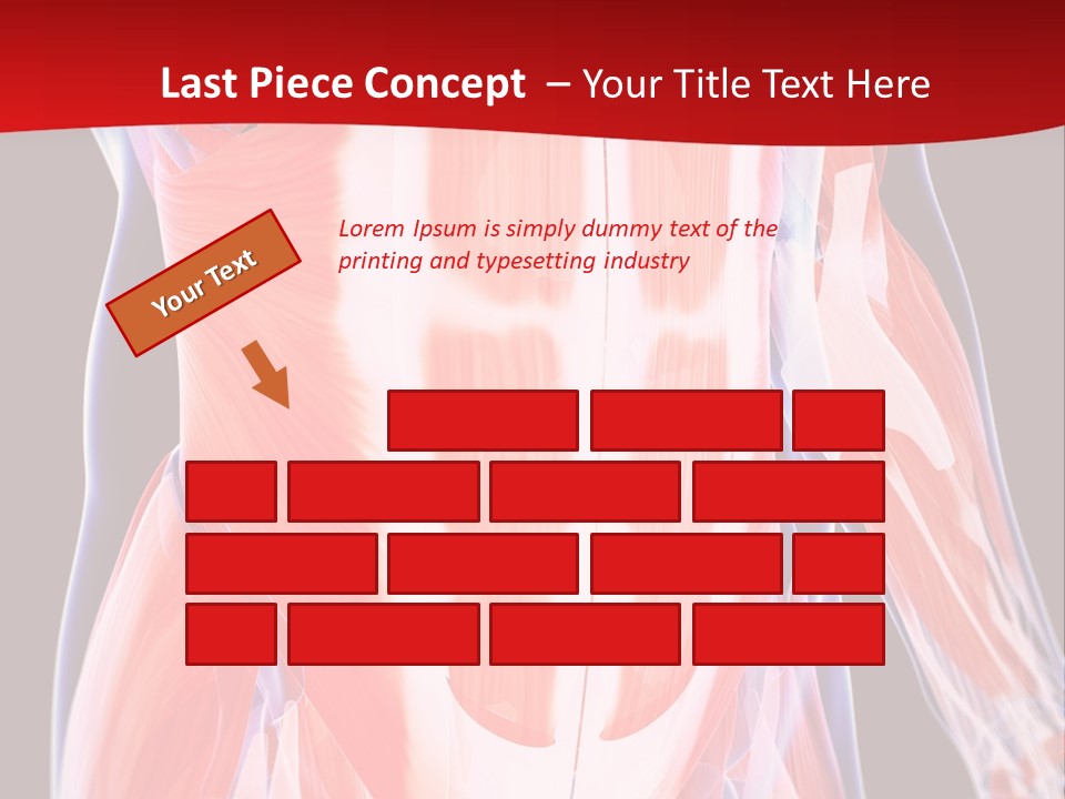 Male Muscle Abdomen PowerPoint Template