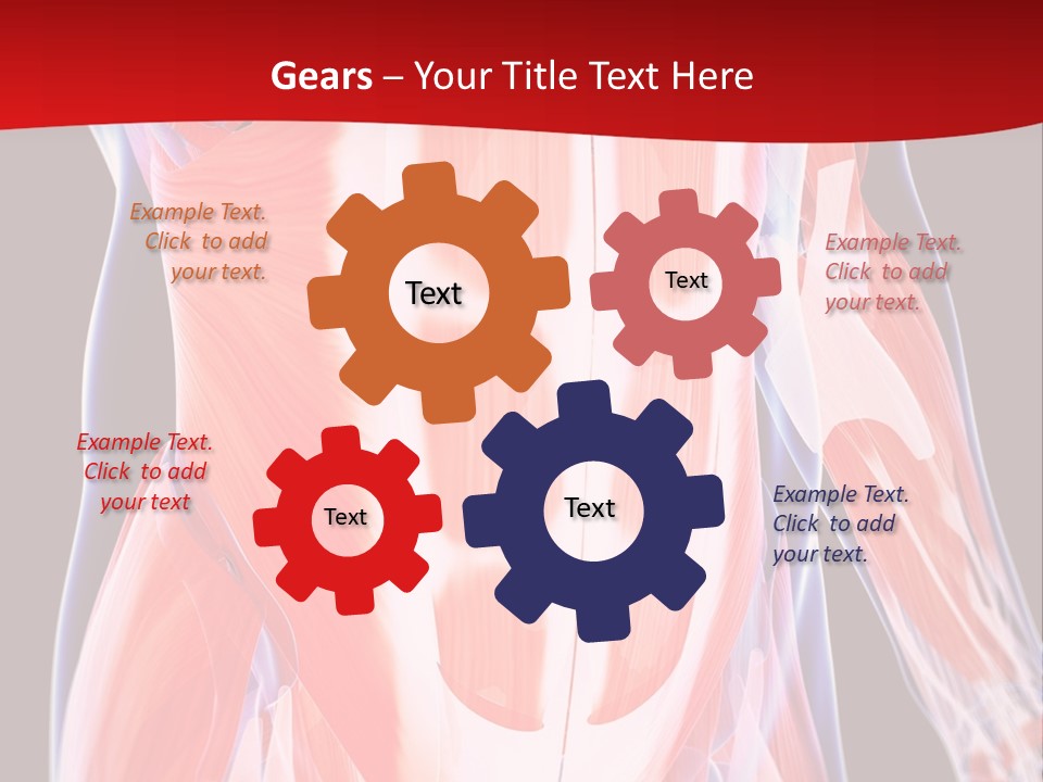 Male Muscle Abdomen PowerPoint Template