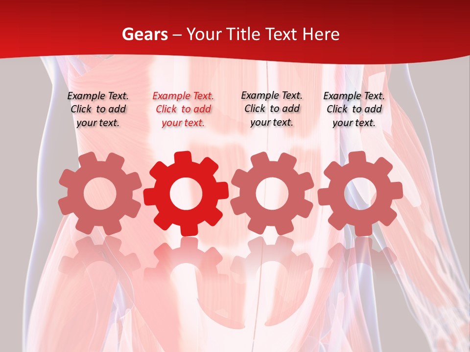 Male Muscle Abdomen PowerPoint Template