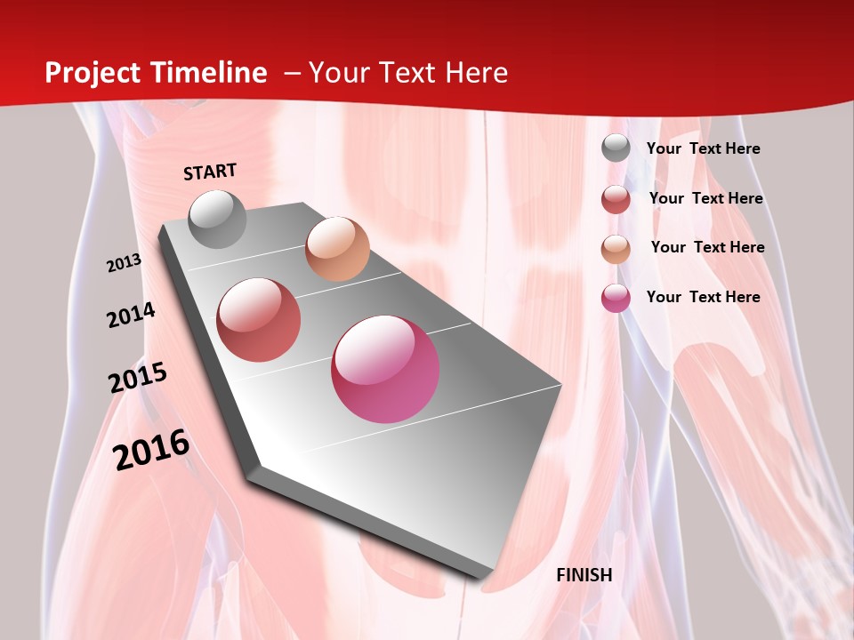 Male Muscle Abdomen PowerPoint Template