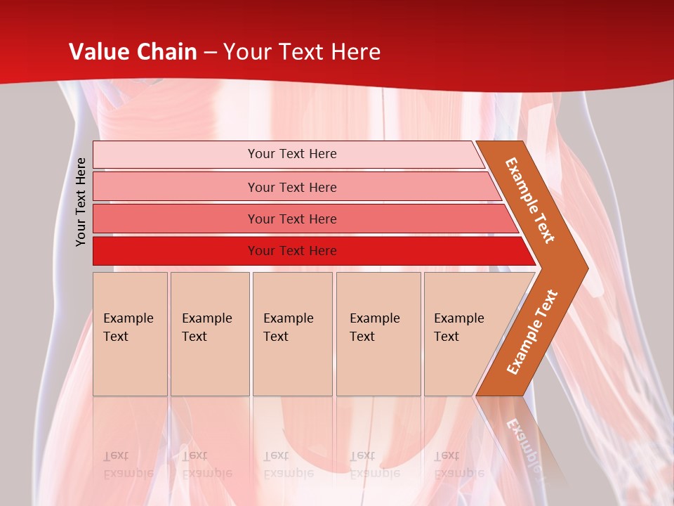 Male Muscle Abdomen PowerPoint Template
