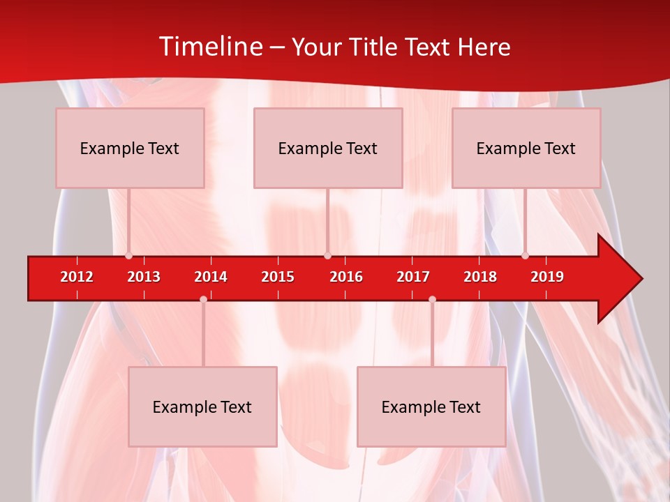 Male Muscle Abdomen PowerPoint Template