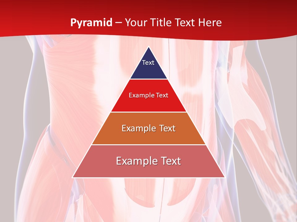 Male Muscle Abdomen PowerPoint Template