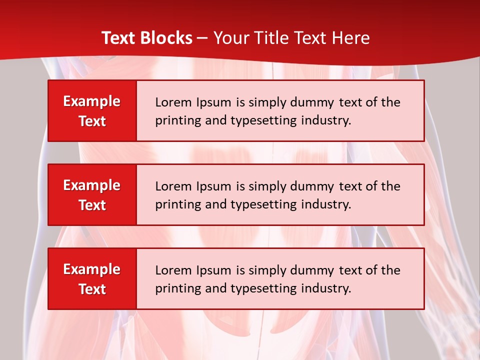 Male Muscle Abdomen PowerPoint Template