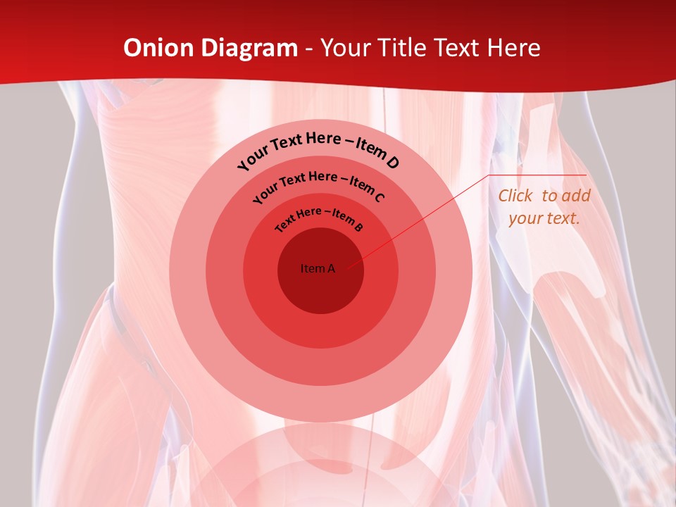 Male Muscle Abdomen PowerPoint Template