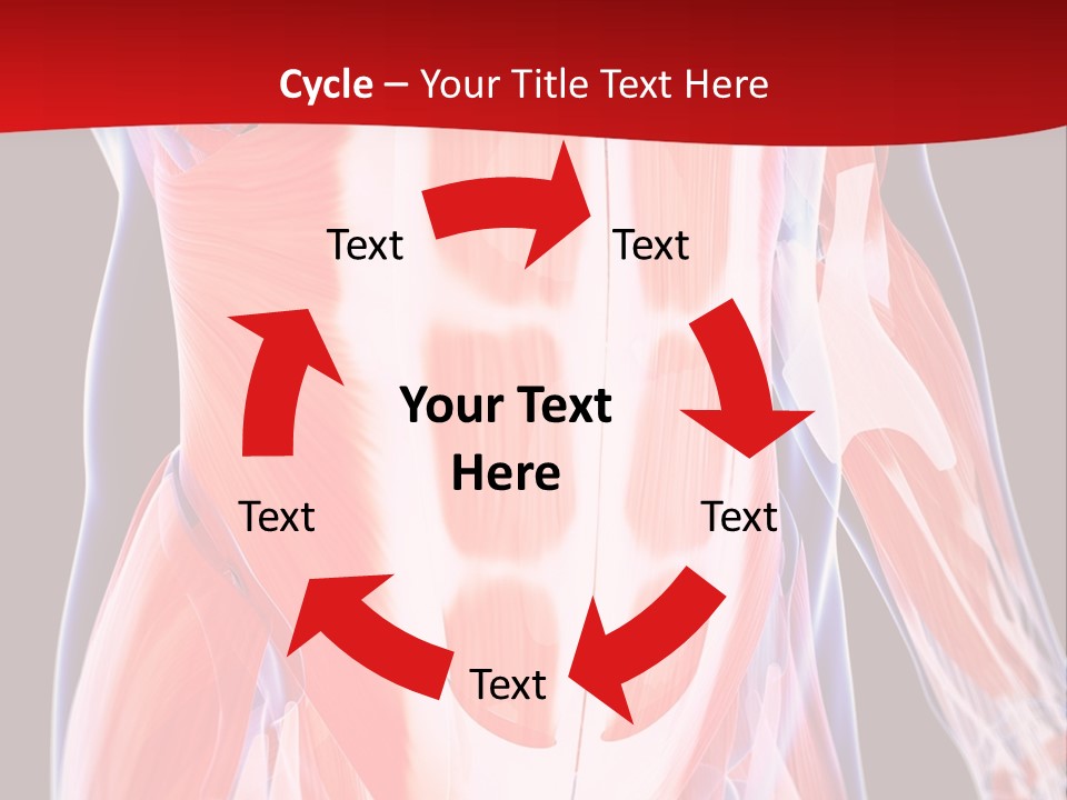 Male Muscle Abdomen PowerPoint Template