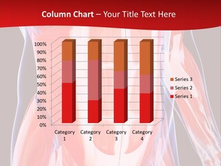 Male Muscle Abdomen PowerPoint Template