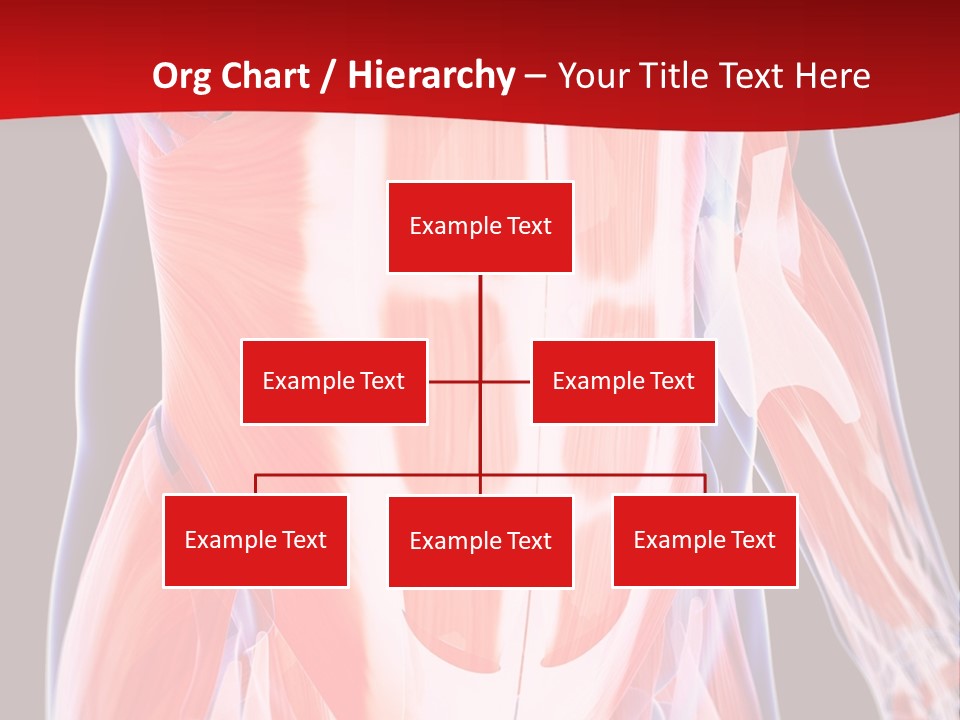 Male Muscle Abdomen PowerPoint Template